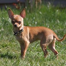 Chihuahua Rødebro´s Ronja