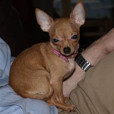Chihuahua Rødebro´s Ronja