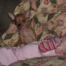 Chihuahua Rødebro´s Ronja