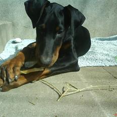 Dobermann Puma, hvil i fred 