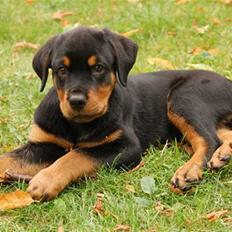Rottweiler Diva