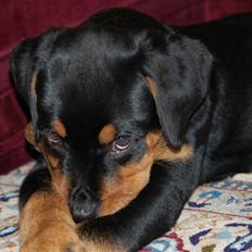 Rottweiler Diva