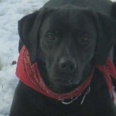 Blanding af racer Buddie | Mors hund <3