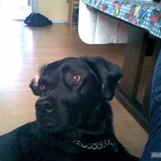 Blanding af racer Buddie | Mors hund <3