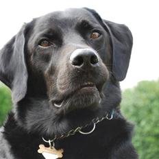 Blanding af racer Buddie | Mors hund <3