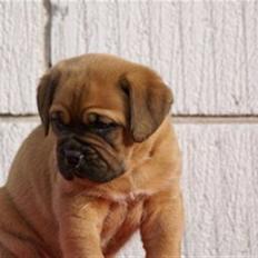 Dogue de bordeaux Bell