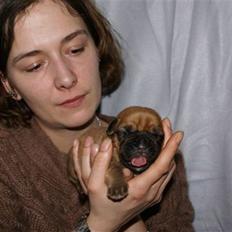 Dogue de bordeaux Bell