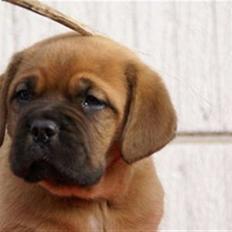 Dogue de bordeaux Bell