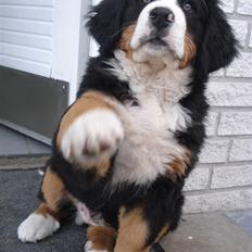 Berner sennenhund KAHLUA