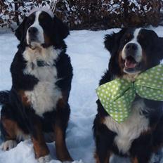 Berner sennenhund KAHLUA