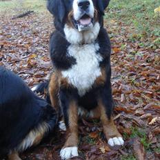 Berner sennenhund KAHLUA