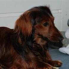 Dværggravhund Rollo