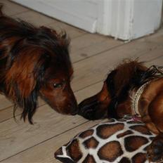 Dværggravhund Rollo