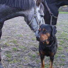 Blanding af racer Cuba