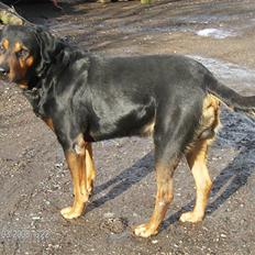 Blanding af racer Cuba