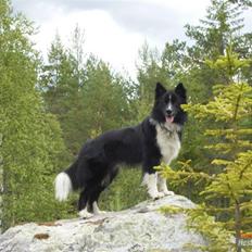Border collie Søren