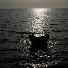 Border collie Søren