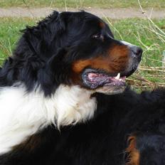 Berner sennenhund Balou - (død 2011)
