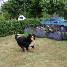 Berner sennenhund Balou - (død 2011)
