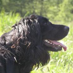 Blanding af racer Zenta