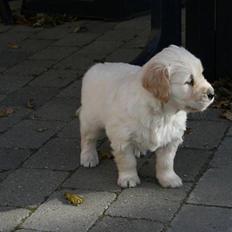 Golden retriever Cæsar