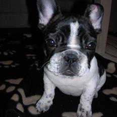 Fransk bulldog Leibøll's Zsa Zsa R.I.P