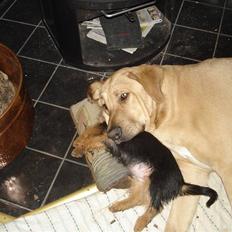 Australsk terrier Paddington