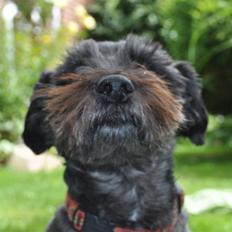 Blanding af racer Leica