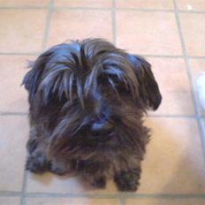 Blanding af racer Leica