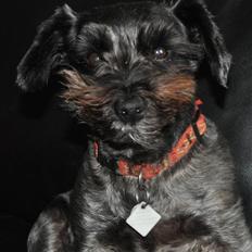 Blanding af racer Leica