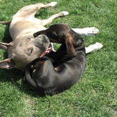 Amerikansk staffordshire terrier Kato