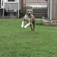 Amerikansk staffordshire terrier Kato