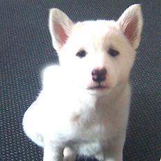 Blanding af racer Lajka