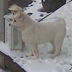 Blanding af racer Lajka