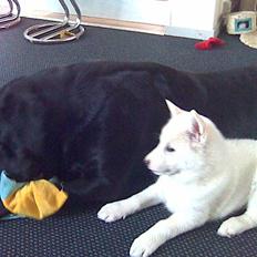 Blanding af racer Lajka