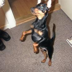 Dvaergpinscher Buster