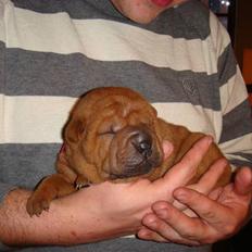 Shar pei Alma