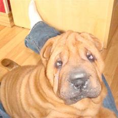 Shar pei Alma