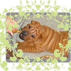 Shar pei Alma