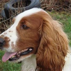 Welsh springer spaniel Balto