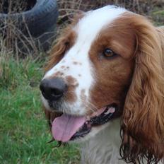 Welsh springer spaniel Balto