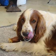 Welsh springer spaniel Balto