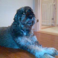 Riesenschnauzer Debbie (Død)