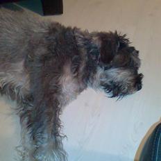 Riesenschnauzer Debbie (Død)