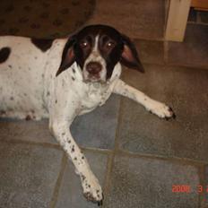 Gammel dansk hønsehund Enya R.I.P