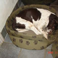 Gammel dansk hønsehund Dion R.I.P.