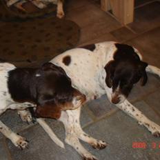 Gammel dansk hønsehund Dion R.I.P.