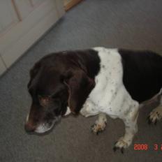 Gammel dansk hønsehund Dion R.I.P.