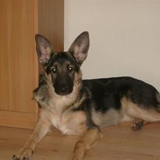 Schæferhund Zicha (Død)