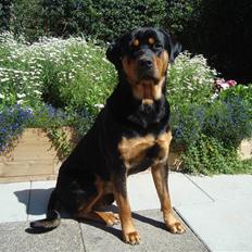 Rottweiler Rambo - død 22.12.08